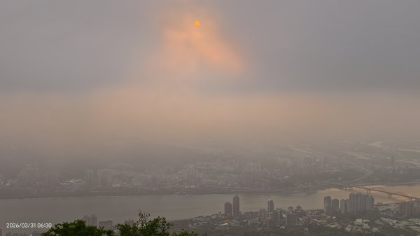 #大鳳蝶 (雌無尾) #綠繡眼 #頂湖小鎮 #紫藤 #觀音山 #日出 #天元宮 #吉野櫻 3/313026502