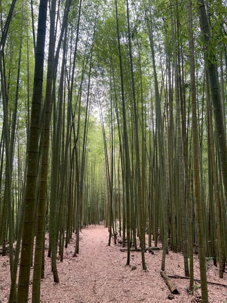 嵐山再古坑。五元兩角 木馬古道2806161