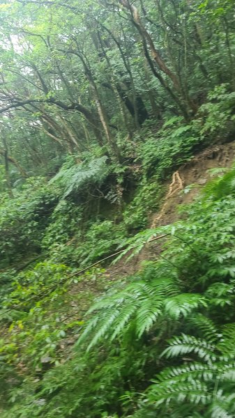 2025-01232淡蘭古道北二段(燦光寮古道到澳底)2696581