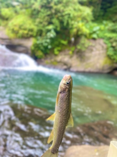 紅河谷越嶺-加九寮秘境💙露營⛺️釣魚趣2817748