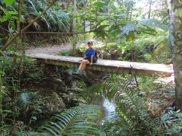 澀水森林步道(+水上瀑布)2915720