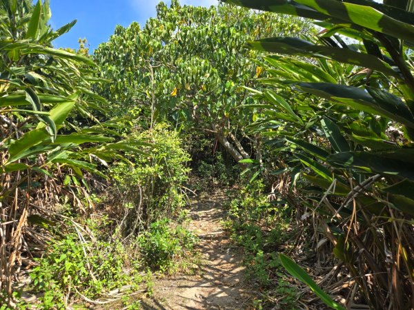 大山母山（小百岳）3007466