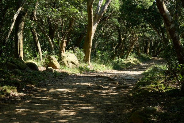 飛鳳山步道 (代勸堂上竹林路下)1886069