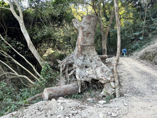 清水岩中央嶺造林步道2957423