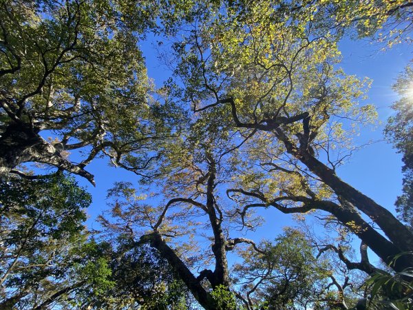 114.11.16 北得拉曼追黃金山毛櫸2937911