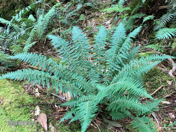 【谷關七雄】八仙山主峰步道2894885