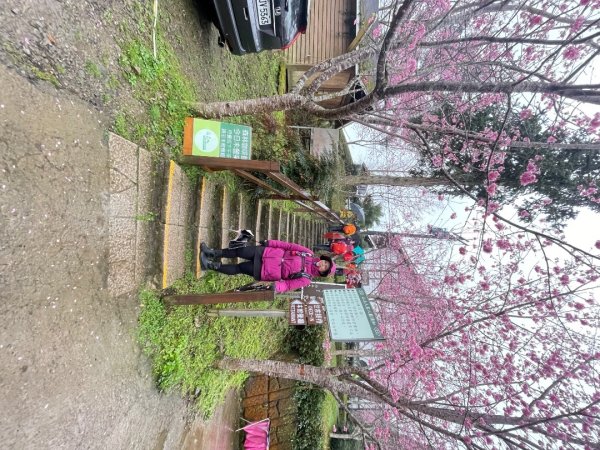 鵝公髻山🌸山上人家2719263