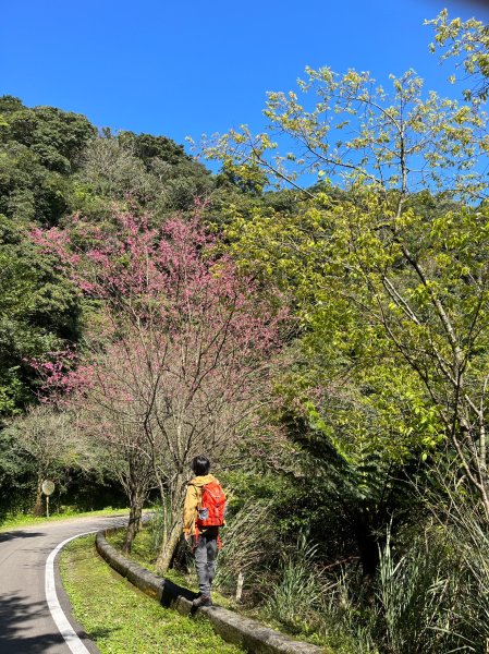 上山看雲去2424254