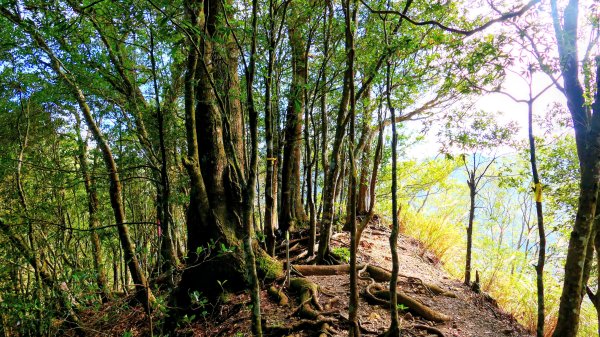 油羅山(一上三下)2959154