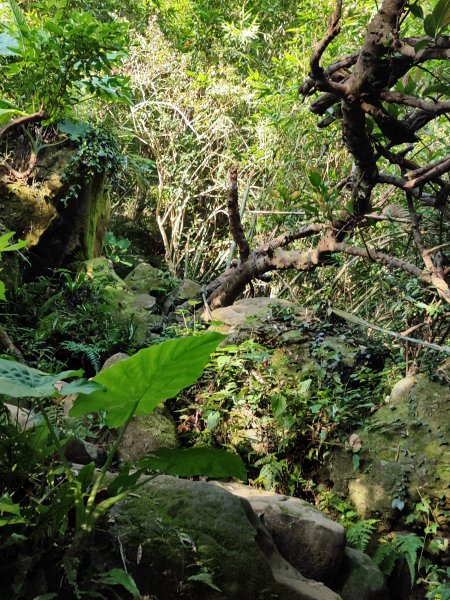 微笑山線：【鳶山山系】鳶山彩壁段2855449