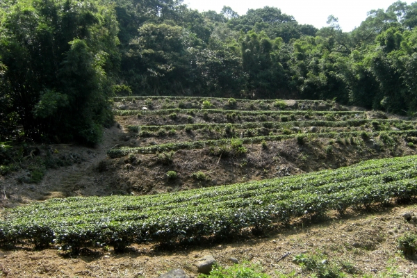 104-07-18 石門茶山步道、尖山湖步道、青山瀑布20981