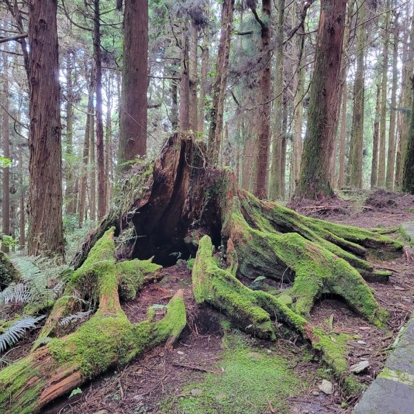 阿里山國家森林遊樂區2549509