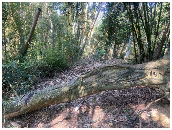 阿里眉山 (日月潭四姝的么妹)2753057