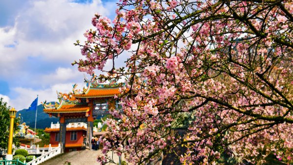 #綠繡眼 訪花 #吉野櫻 #天元宮 #楓樹湖 03162736687