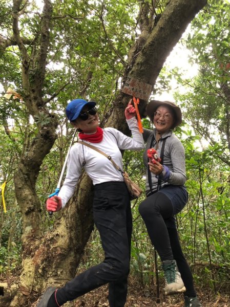 東勢大崙、東勢坑山、觀音湖山O走2986323