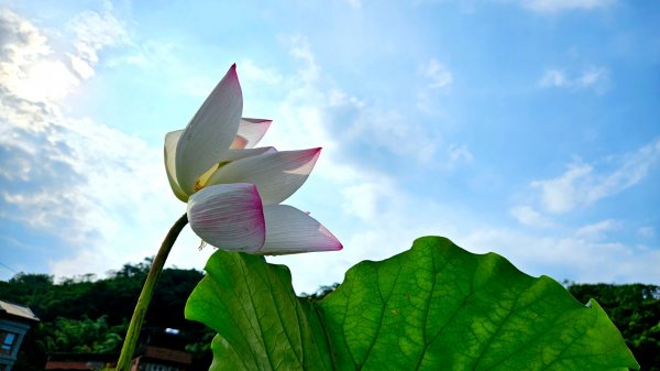 月眉坑瀑布步道.卯澳.雙柑公路2224824