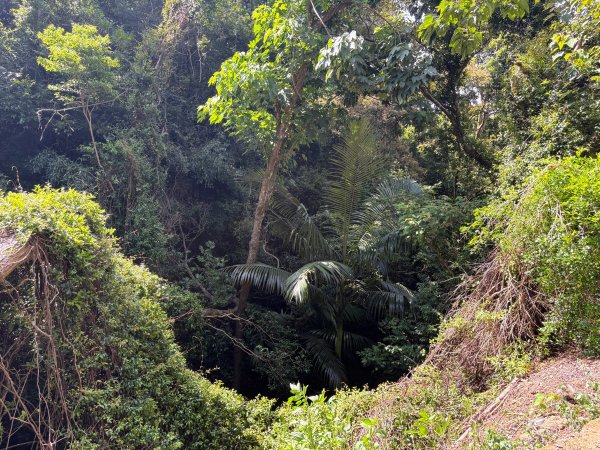 犁頭山、文山步道2835631