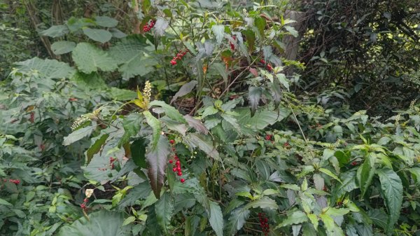 內樹尾、田中**山2708942