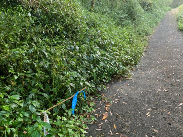 大凍山（小百岳）1117311