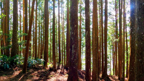 油羅山(一上三下)2959146