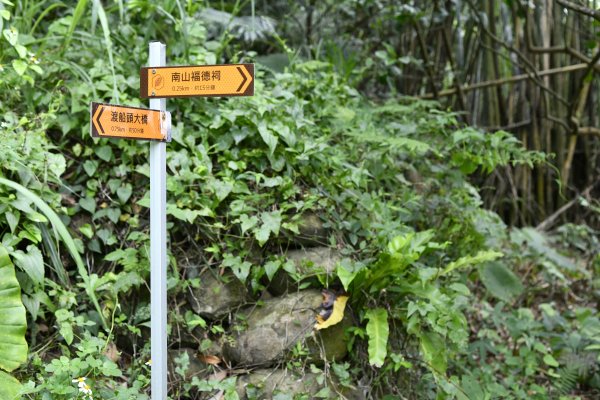 細路日常／渡南古道。牛欄河濱公園1380747