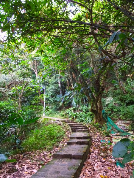 白鷺鷥山與大湖公園落羽松步道235852