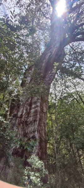 拉拉山國家森林遊樂區2752246