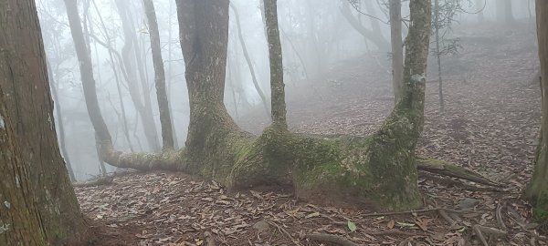 20240720_油羅山+太閣南山2555919