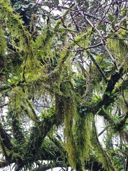 2025臺北大縱走第二段：二子坪至小油坑2973506