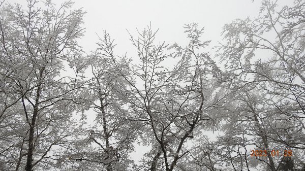 霧茫茫雪白冰封世界-太平山首度追霧淞成功202301282009455