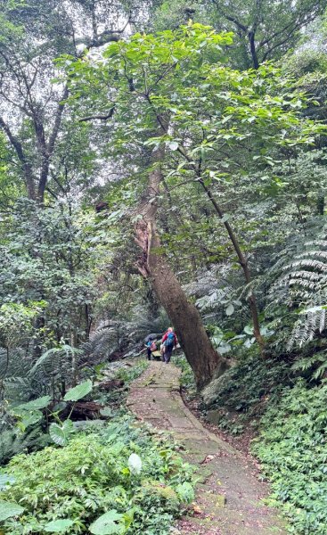 大艽芎古道縱走 新/溪州山(小百岳#23) 出溪州公園2893993