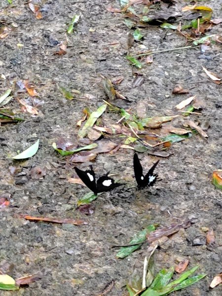 能高瀑布 慶安宮 頂猴洞山 猴頂洞山南峰 福興山2883698