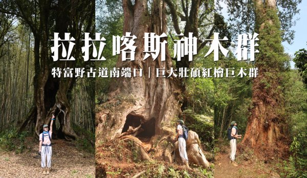 【拉拉喀斯神木群】特富野古道南端口 | 巨大壯碩的紅檜巨木群
