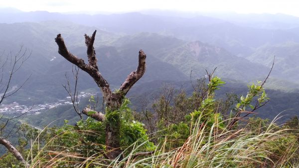 起大霧~~~無大景的五分山!186053