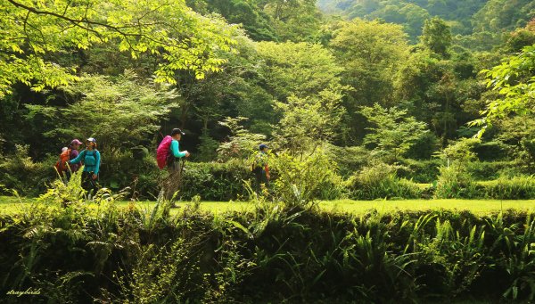 芳草碧連天~淡蘭中路中坑崩山坑古道O型913734