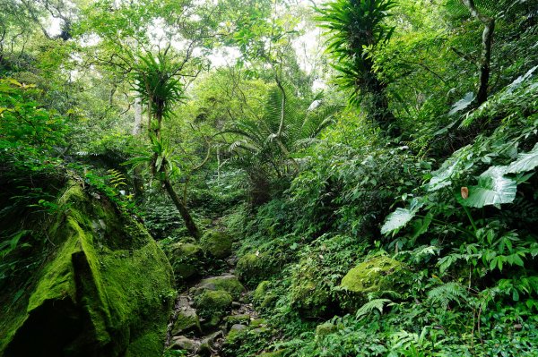 桃園 大溪 草嶺山、白石山、十三分山3040389