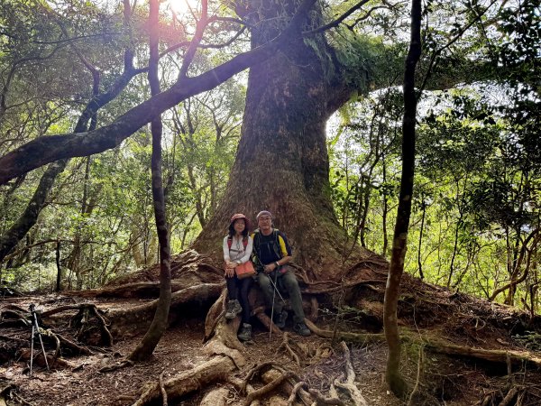 塔曼山 連走 拉拉山森林遊樂區 O繞 202510112923667