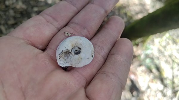 嘉義縣最遙遠的南霞山2698985