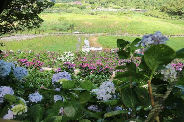 陽明山  頂湖環狀步道  ，竹子湖芋見小路 歐洲庭園 浪漫繡球花步道2174249