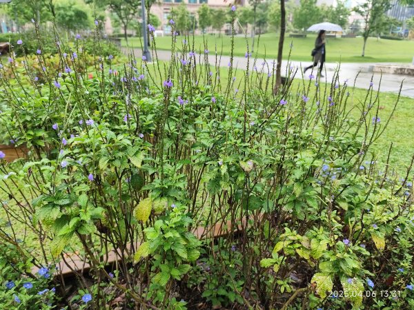 台北漢來大飯店、宏匯瑞光廣場、大港墘公園2754560