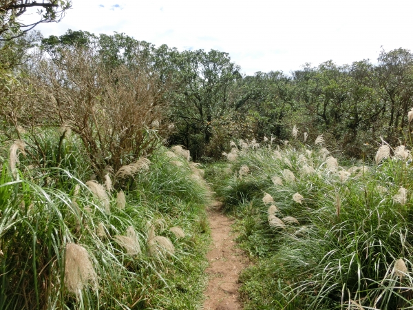 大屯山西峰．南峰．大屯坪94804