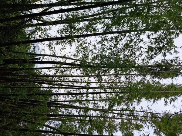 小百岳集起來劍潭親山步道3103136