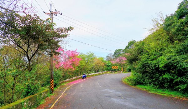 勤進路櫻花3009713