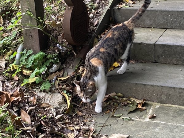 台北大縱走2026｜一天解鎖7顆寶石💎還嚕到4隻貓！第七段｜指南宮千階梯→貓空→樟湖步道→樟山寺3021780