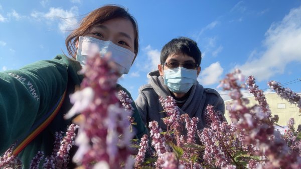 【桃園】紫爆來襲！戀戀仙草花1541380