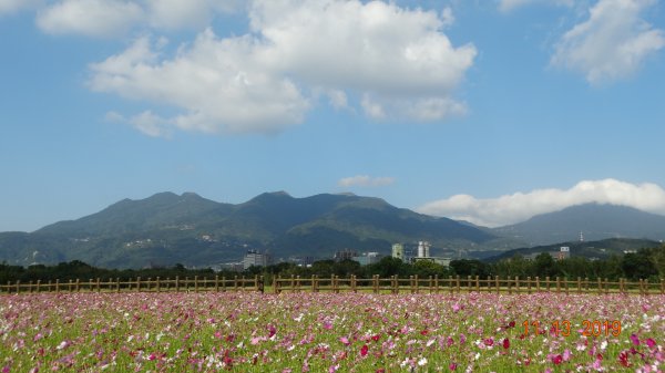 關渡緣起 花現台北734114