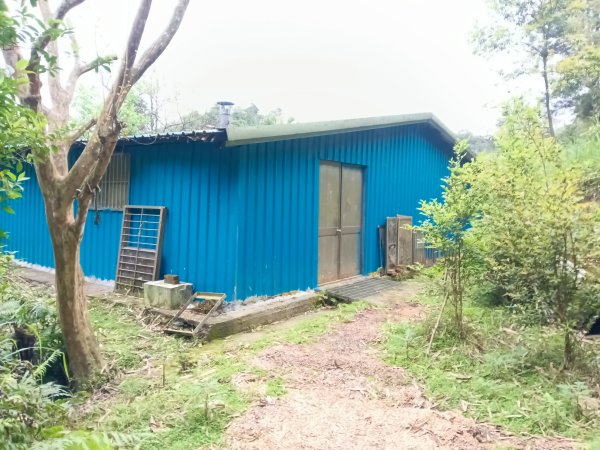 雙溪區打鐵寮山-鶯子嶺-坪溪山-烏山63號-烏山越嶺古道(坪溪山北峰)P字走3023792