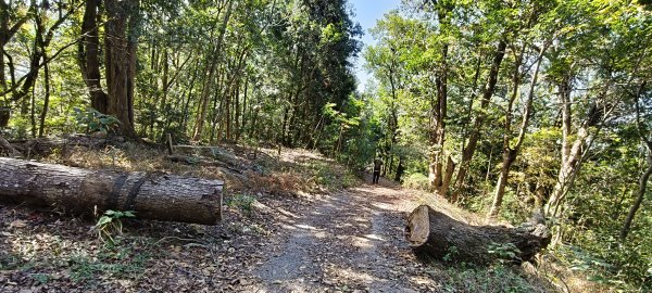 2025/01/30_白冷山步道2702104