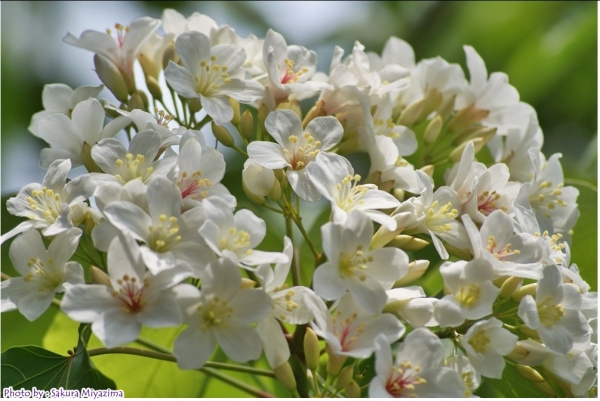 五月雪-油桐花之美18001