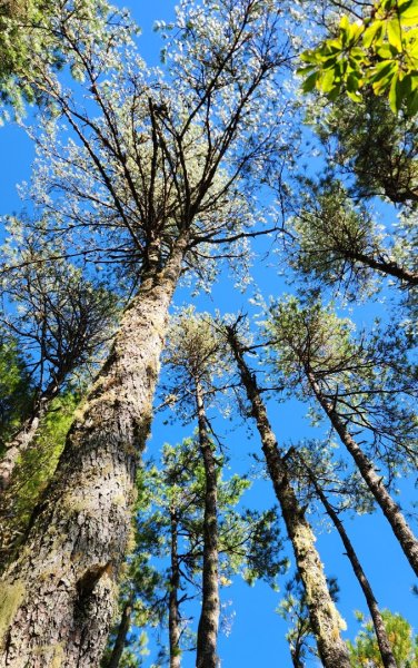 【中級山縱走】羅馬縱走，走進神木的夢幻童話森林世界2943193